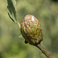 gall Andricus foecundatrix